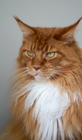 cat eyes, redhead, maine coon Wallpaper 600x1024