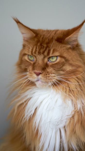 cat eyes, redhead, maine coon Wallpaper 640x1136