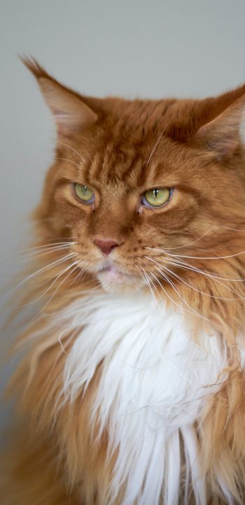 cat eyes, redhead, maine coon Wallpaper 1080x2220