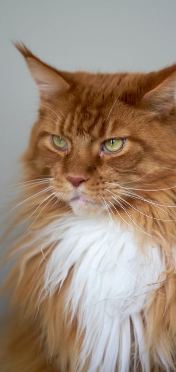 cat eyes, redhead, maine coon Wallpaper 1440x3040