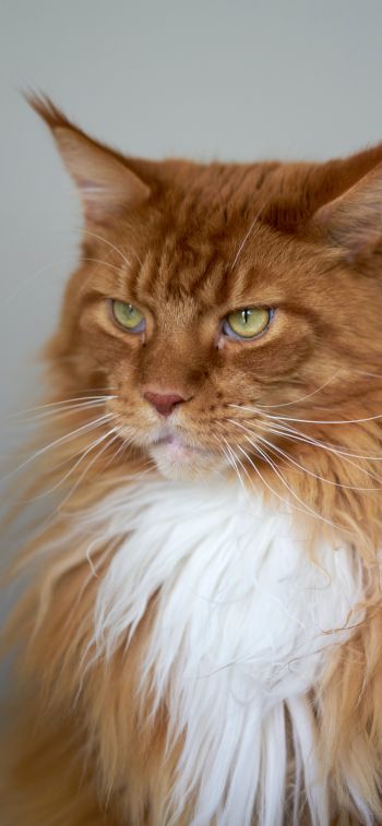 cat eyes, redhead, maine coon Wallpaper 828x1792