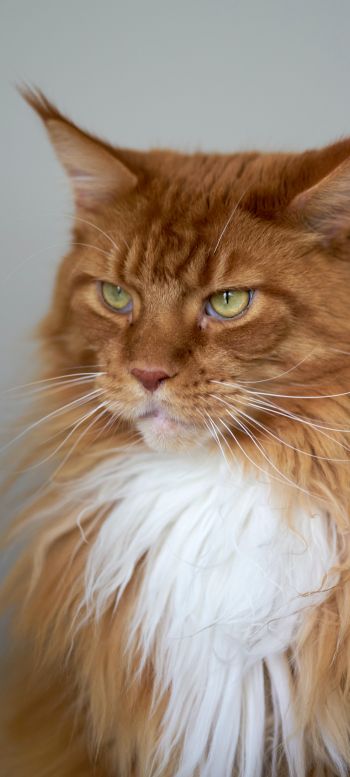 cat eyes, redhead, maine coon Wallpaper 1080x2400