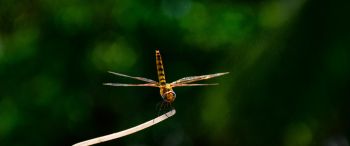 insect, dragonfly, close up Wallpaper 3440x1440