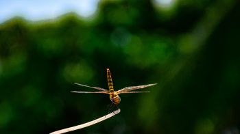 insect, dragonfly, close up Wallpaper 2048x1152