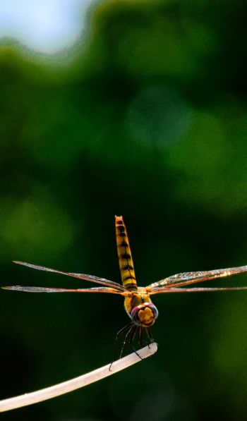 insect, dragonfly, close up Wallpaper 600x1024