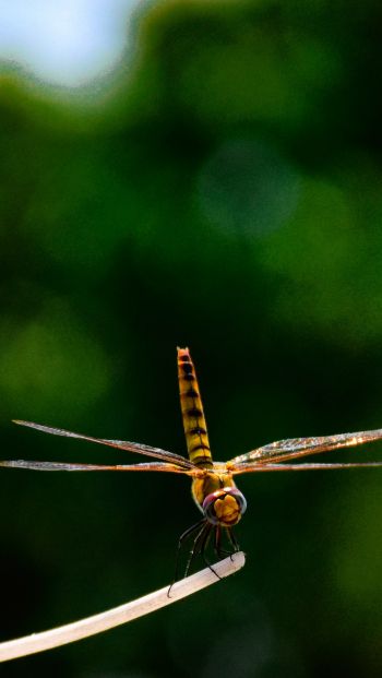 insect, dragonfly, close up Wallpaper 640x1136