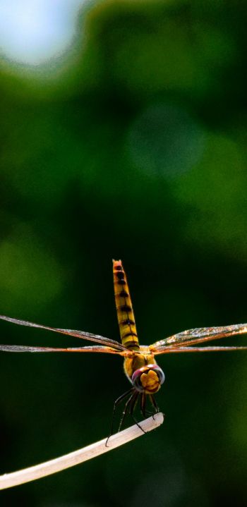 insect, dragonfly, close up Wallpaper 1080x2220