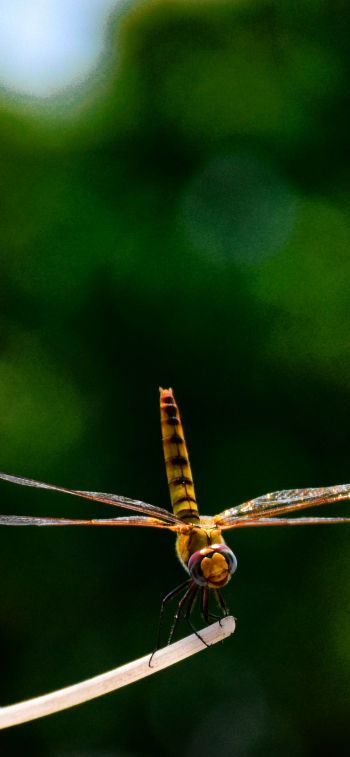 insect, dragonfly, close up Wallpaper 828x1792
