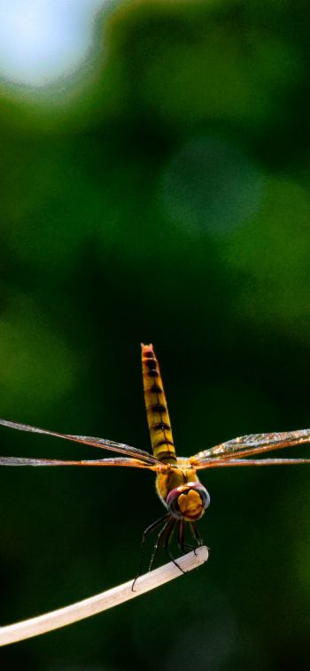 insect, dragonfly, close up Wallpaper 1080x2340