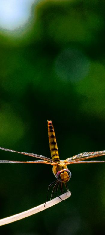 insect, dragonfly, close up Wallpaper 720x1600