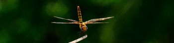 insect, dragonfly, close up Wallpaper 1590x400