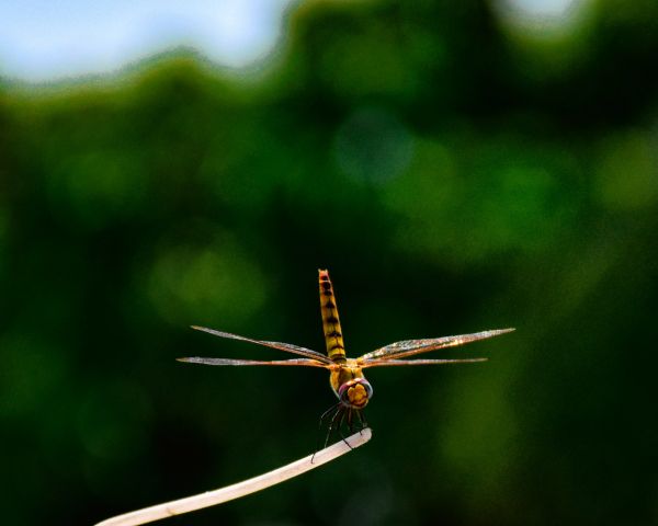 insect, dragonfly, close up Wallpaper 1280x1024