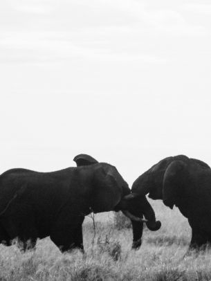 Обои 2048x2732 слоны, Африка, черно-белое фото