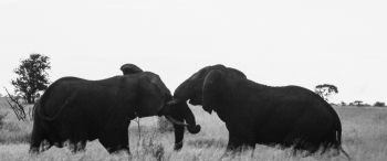 elephants, Africa, black and white photo Wallpaper 3440x1440