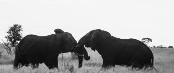 elephants, Africa, black and white photo Wallpaper 2560x1080