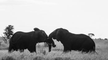 elephants, Africa, black and white photo Wallpaper 1600x900
