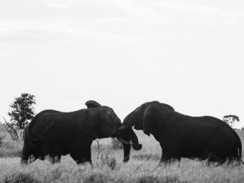 Обои 1024x768 слоны, Африка, черно-белое фото