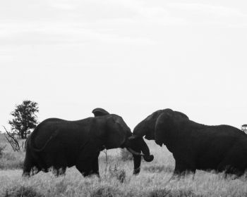 Обои 1280x1024 слоны, Африка, черно-белое фото