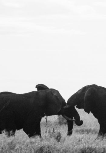 elephants, Africa, black and white photo Wallpaper 1640x2360