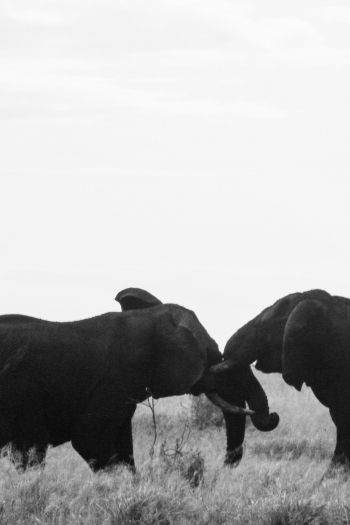Обои 640x960 слоны, Африка, черно-белое фото
