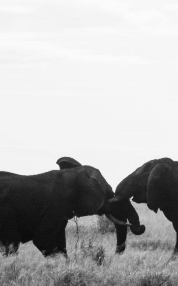 Обои 1600x2560 слоны, Африка, черно-белое фото