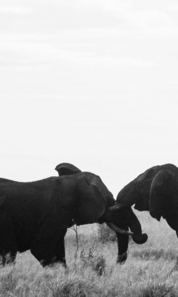 Обои 1200x2000 слоны, Африка, черно-белое фото