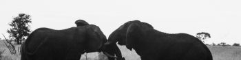 elephants, Africa, black and white photo Wallpaper 1590x400