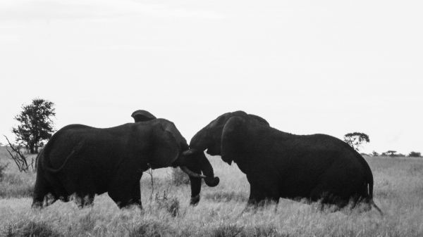 Обои 2560x1440 слоны, Африка, черно-белое фото