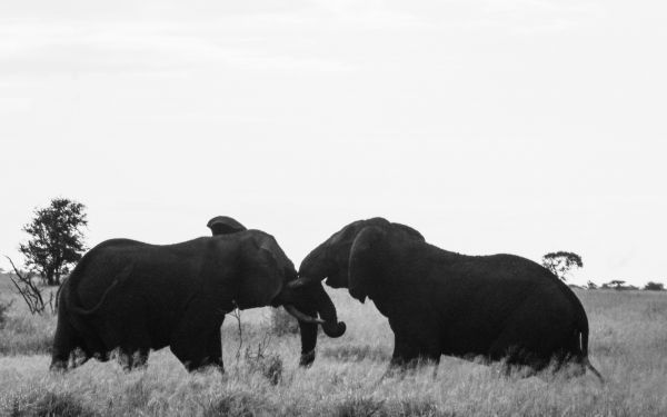 Обои 2560x1600 слоны, Африка, черно-белое фото