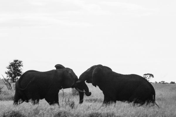 Обои 5472x3648 слоны, Африка, черно-белое фото