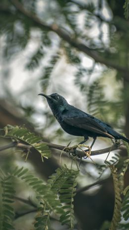 beautiful nature, black bird, on branch Wallpaper 1080x1920