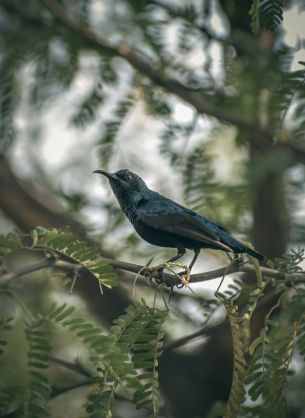 beautiful nature, black bird, on branch Wallpaper 3186x4372