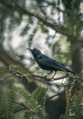 beautiful nature, black bird, on branch Wallpaper 1668x2388