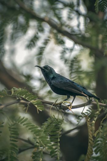 beautiful nature, black bird, on branch Wallpaper 640x960
