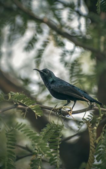 beautiful nature, black bird, on branch Wallpaper 1752x2800