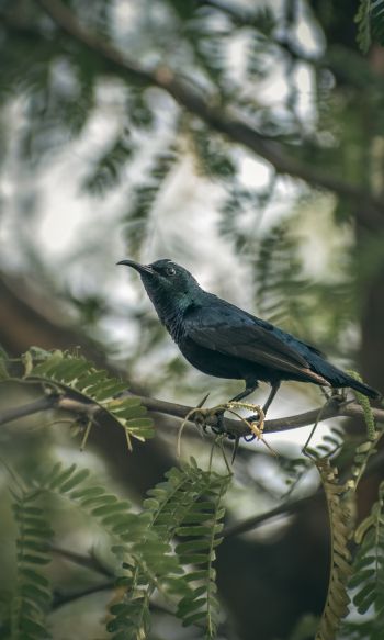 beautiful nature, black bird, on branch Wallpaper 1200x2000