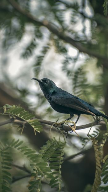 beautiful nature, black bird, on branch Wallpaper 640x1136
