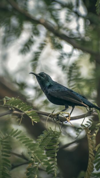 beautiful nature, black bird, on branch Wallpaper 720x1280