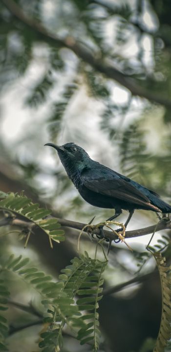 beautiful nature, black bird, on branch Wallpaper 1440x2960