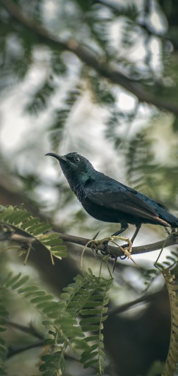 beautiful nature, black bird, on branch Wallpaper 1080x2280