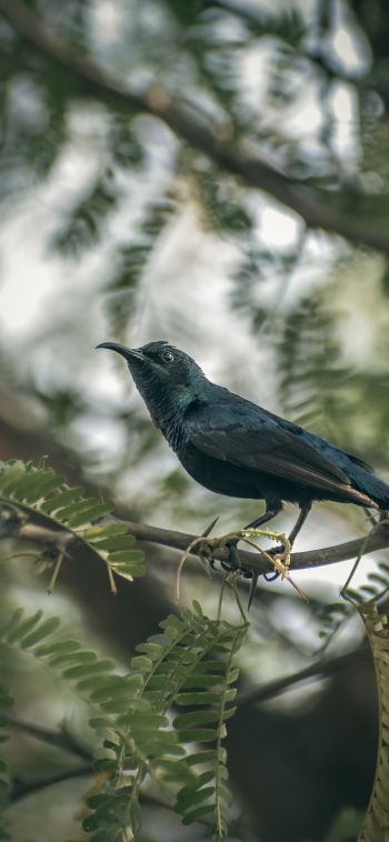beautiful nature, black bird, on branch Wallpaper 1080x2340