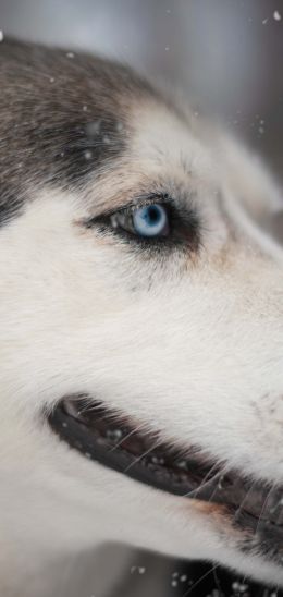huskies, pet, muzzle Wallpaper 1080x2280