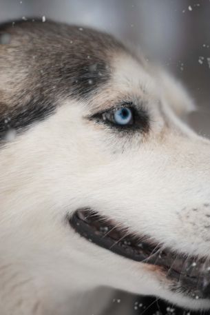 huskies, pet, muzzle Wallpaper 4000x6000