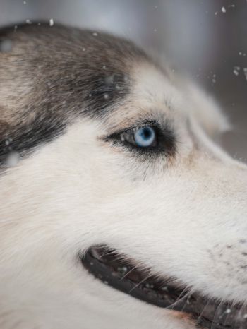 huskies, pet, muzzle Wallpaper 1668x2224