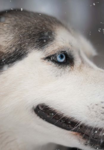 huskies, pet, muzzle Wallpaper 1668x2388