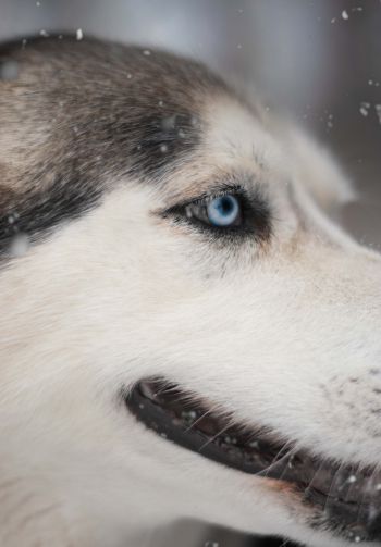 huskies, pet, muzzle Wallpaper 1640x2360