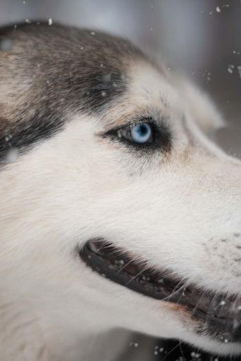 huskies, pet, muzzle Wallpaper 640x960