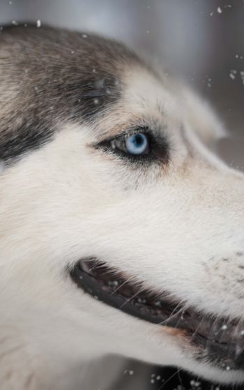 huskies, pet, muzzle Wallpaper 1752x2800