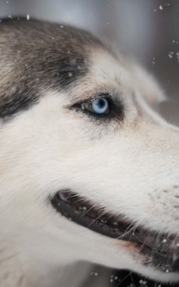 huskies, pet, muzzle Wallpaper 1600x2560