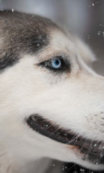 huskies, pet, muzzle Wallpaper 1200x2000